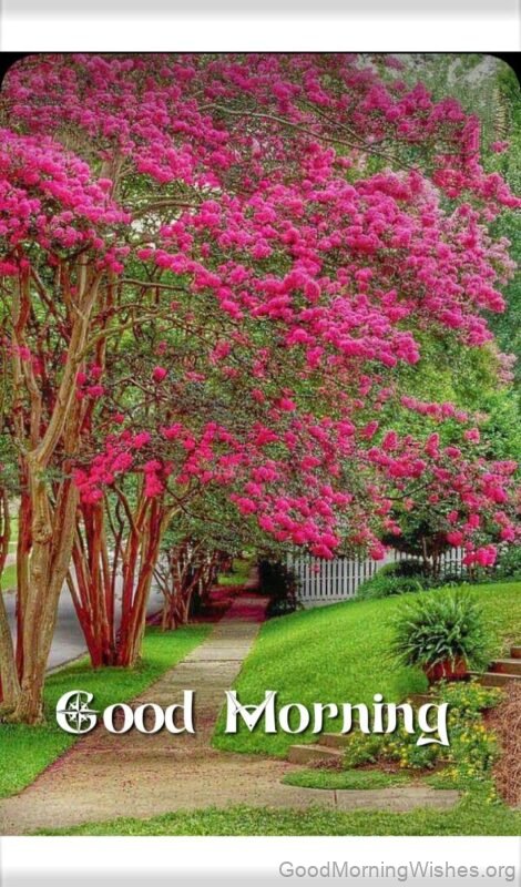 Good Morning Bougainvillea Have A Great Day Image