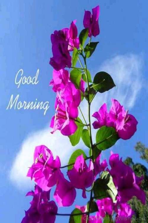 Good Morning Bougainvillea Pic