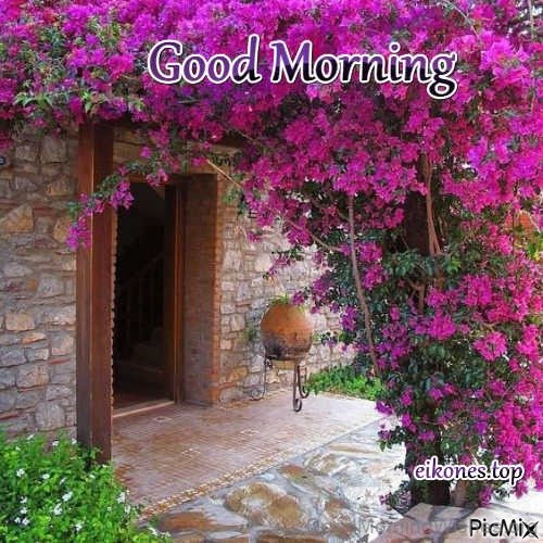 Good Morning Bougainvillea Picture