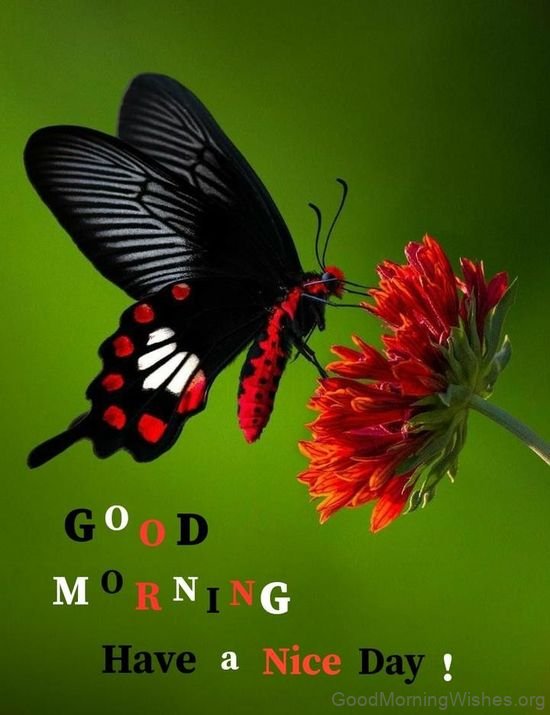 Good Morning Butterfly Have A Great Day Photo