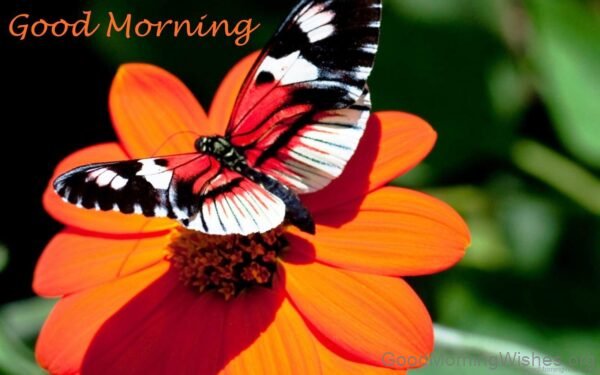 Good Morning Butterfly On Orange Flower Pictures