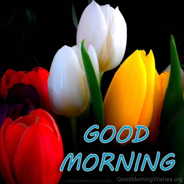 35+ Good Morning Tulips Images - Good Morning Wishes