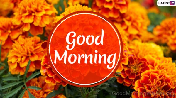 Good Morning Gold Marigold Flower Image