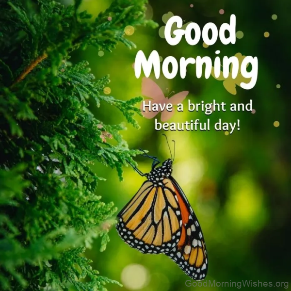 Good Morning Have A Bright And Beautiful Day Status