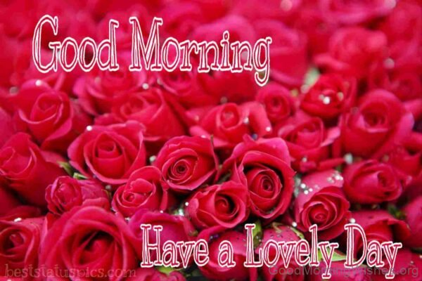Good Morning Rose Have A Lovely Day Image