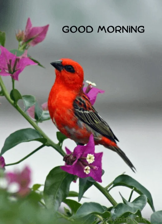 Good Morning Wish With Flowers And Birds Photo