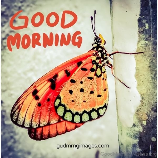 Good Morning With Adorable Orange Butterfly Image