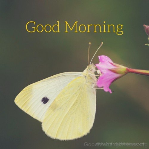 Good Morning With Butterfly Pic