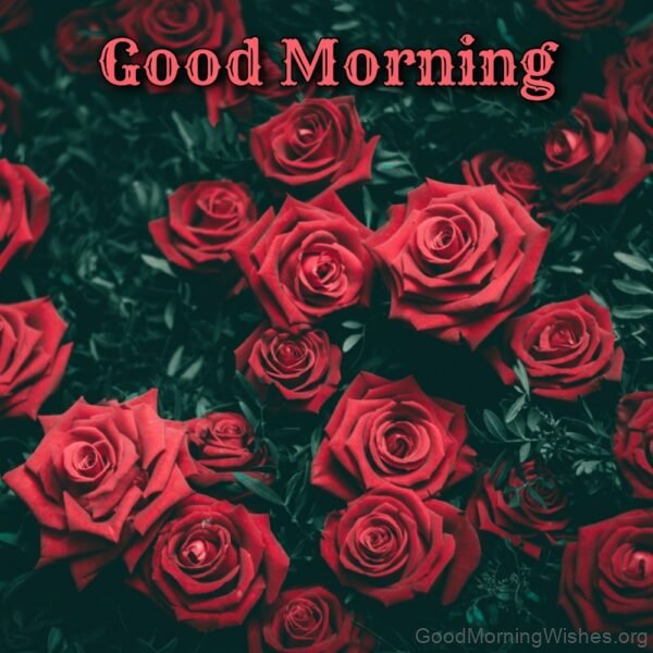 Good Morning With Red Rose Flower Status