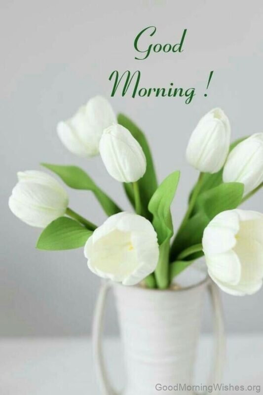 Good Morning White Tulip Photo