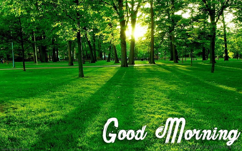 50 Good Morning Beautiful Nature Good Morning Wishes