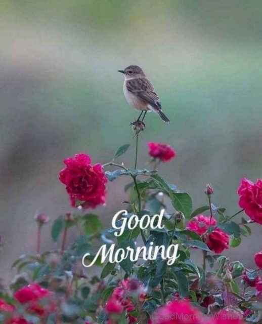 Very Good Morning Bird Image