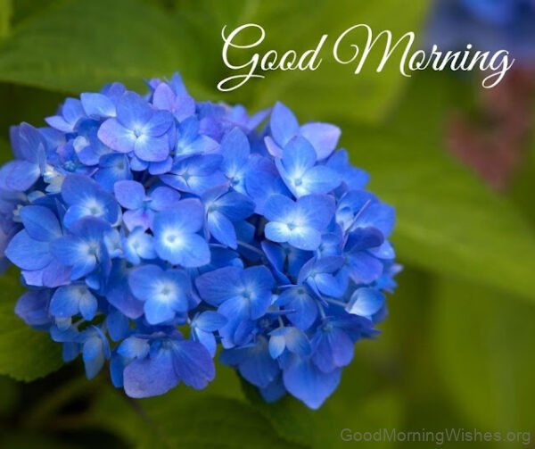 Beautiful Blue Flower Good Morning