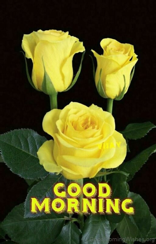Beautiful Yellow Rose Good Morning Pic