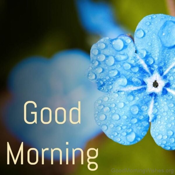 Blue Flower Good Morning