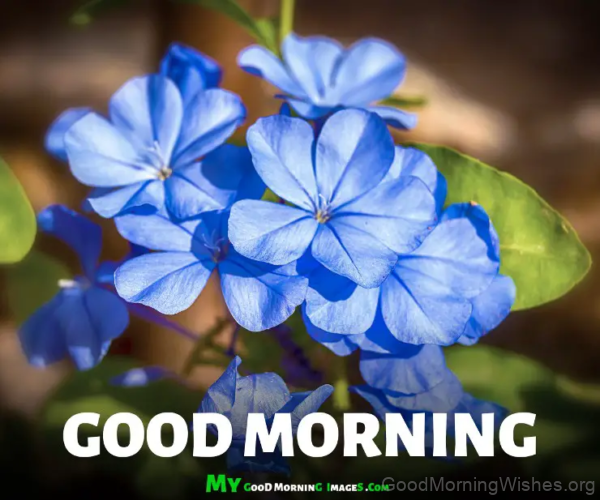 Blue Flower Good Morning Have A Lovely Day