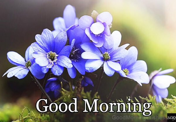 Good Morning Blue Flower Have Your Day Is Full Of Joy And Happiness