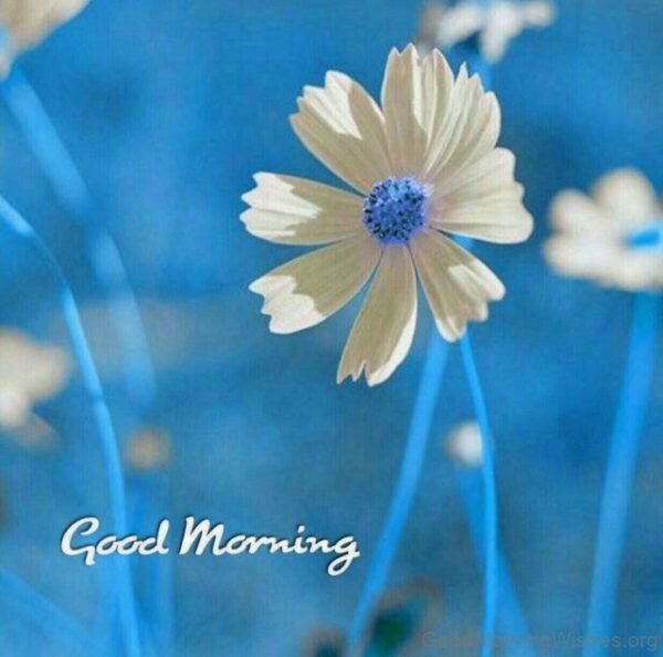 Good Morning Lovely Blue Flower