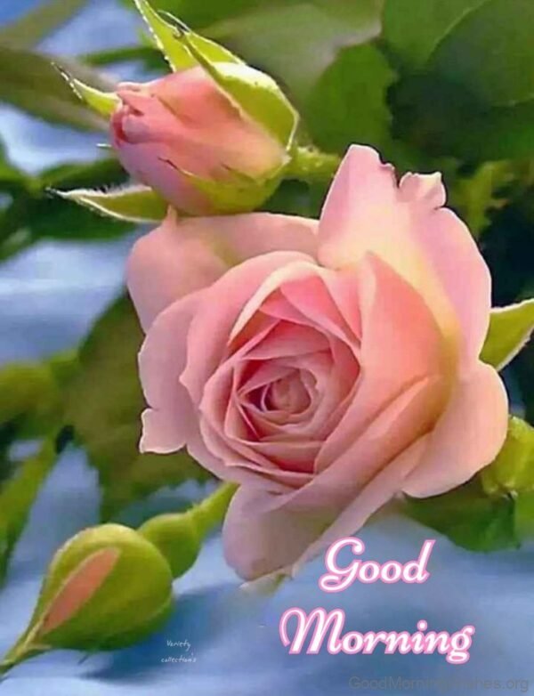Good Morning Pink Flower Have A Good Day Image