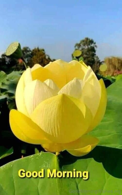 Good Morning Yellow Rose Be Happy
