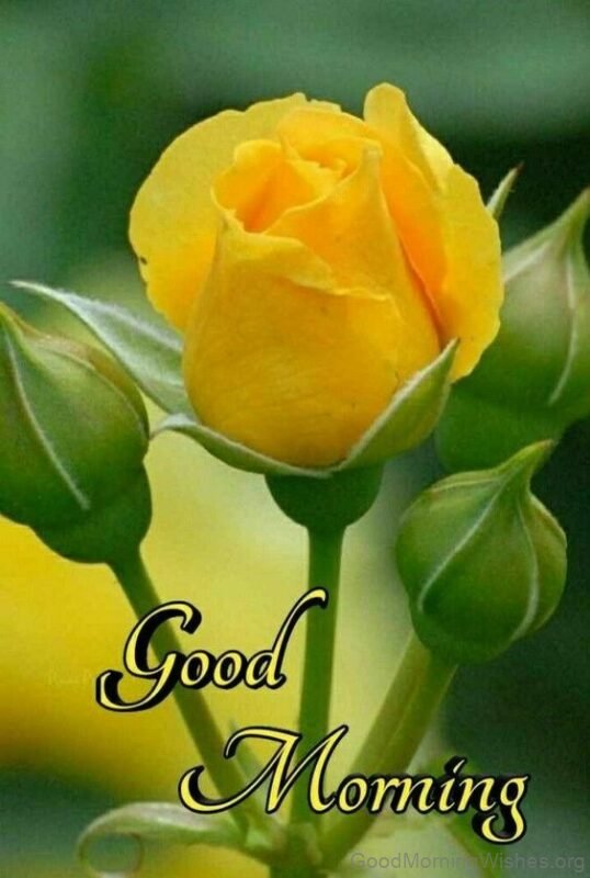 Good Morning Yellow Rose Have A Great Day