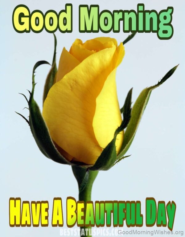 Have A Beautiful Day Yellow Rose Good Morning