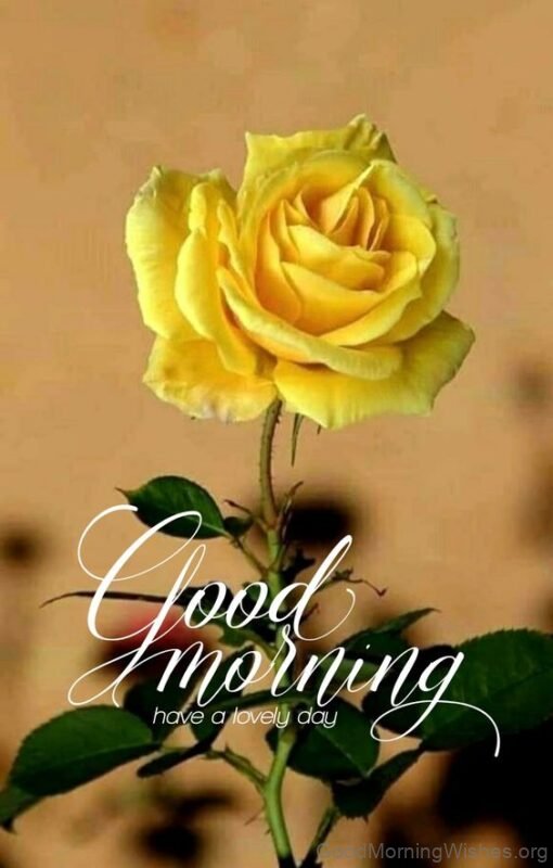Have A Lovely Day Yellow Rose