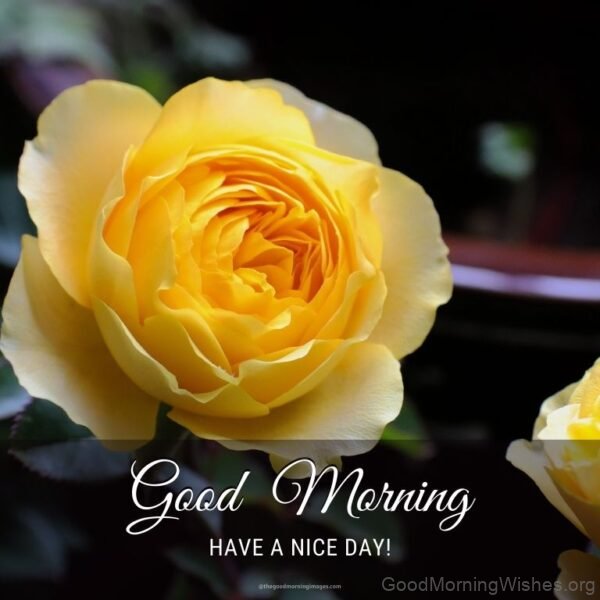 Have A Nice Good Morning Yellow Rose