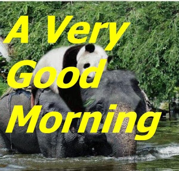 A Friendly Panda To Elephat In Forest Morning Wishes To That Elephant