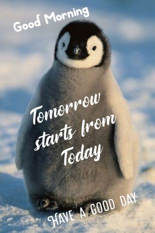 Awesome Good Morning Penguin Tomorrow Starts From Today