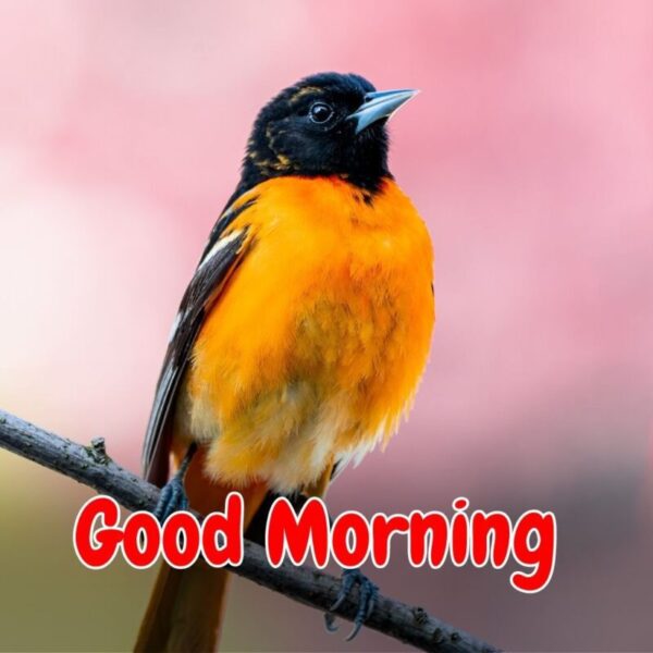 Awesome Morning Beautiful Birds