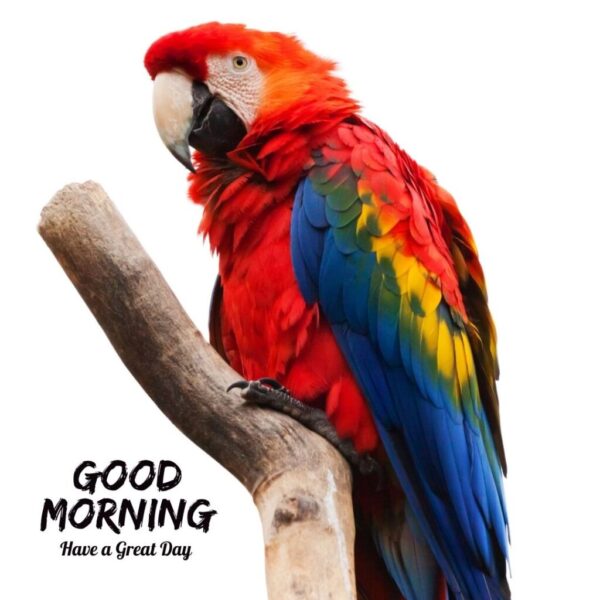 Awesome Morning Beautiful Birds Picture