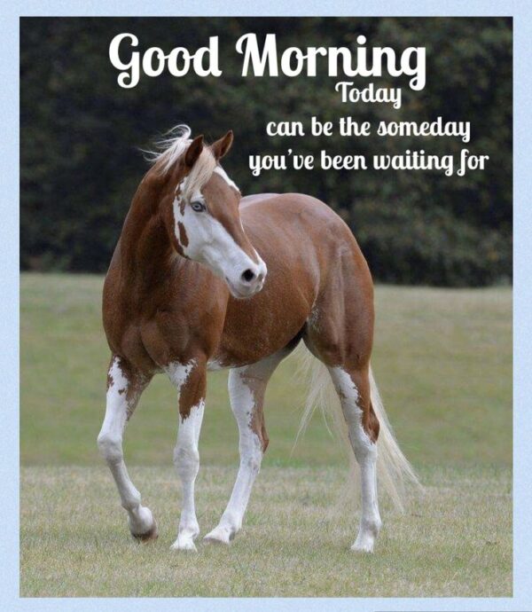 Beautiful Good Morning Brown Horse Photo