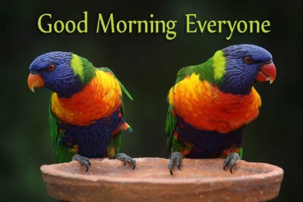 Beautiful Good Morning Everyone Birds Images