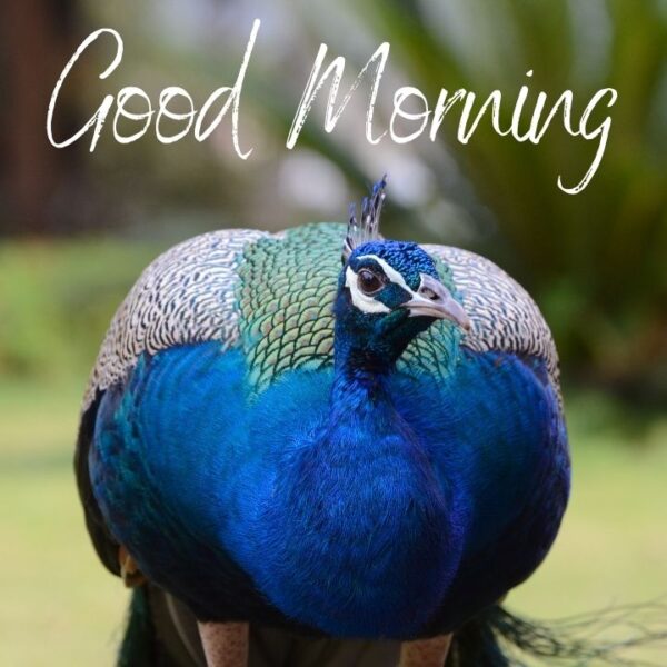 Beautiful Good Morning Peacock Photo