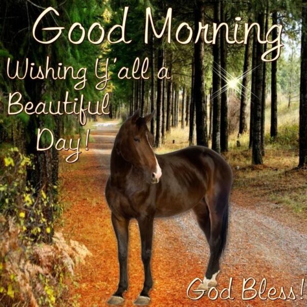 Beautiful Horse Good Morning Wishes