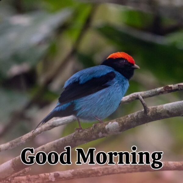 Beautiful Morning Bird