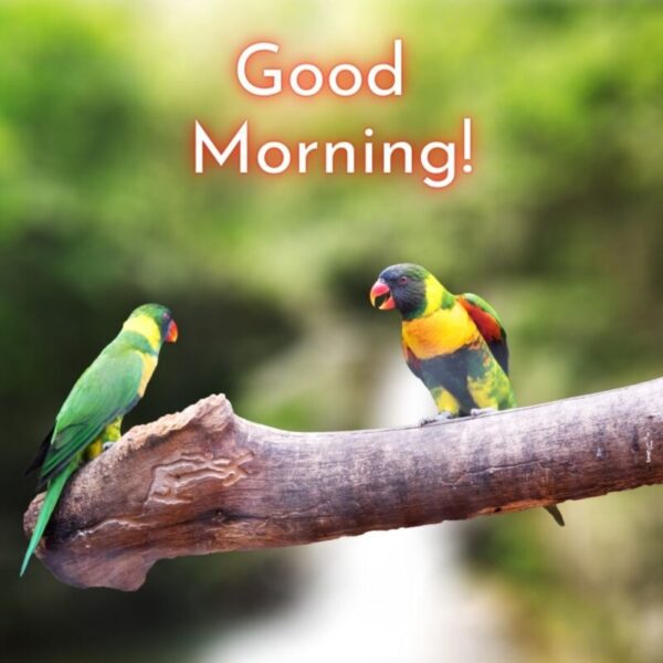 Beautiful Morning Bird Pic