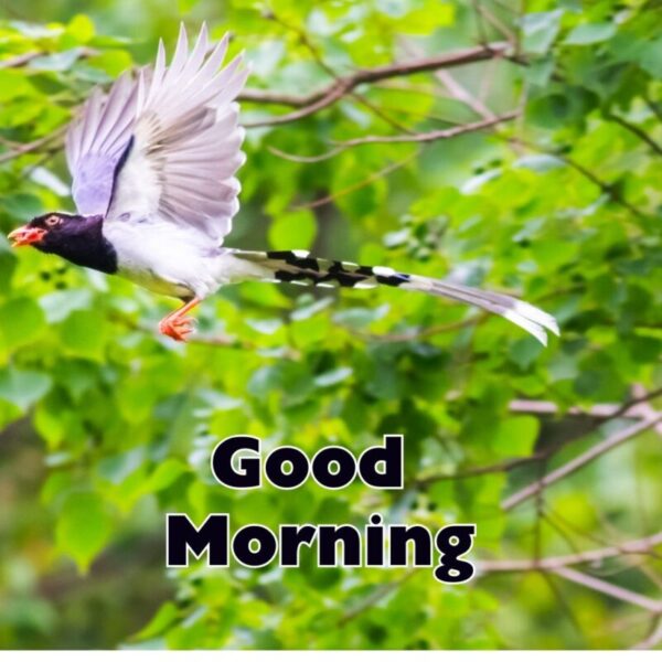 Beautiful Morning Bird Picture