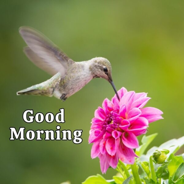 Best Good Morning Beautiful Bird Image