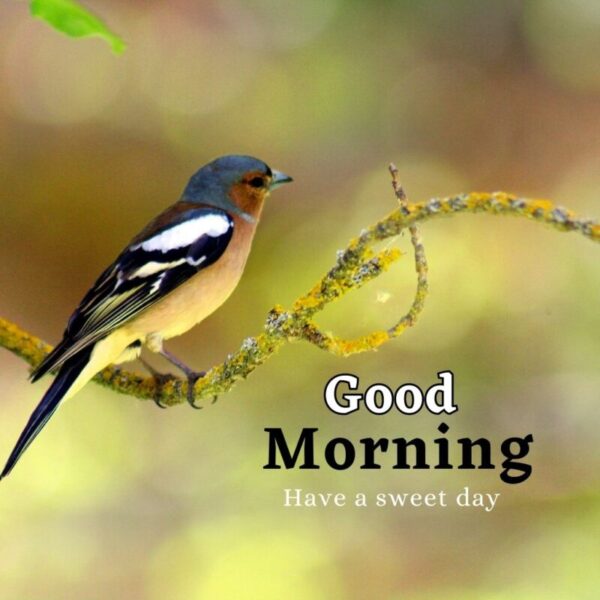 Best Good Morning Beautiful Bird Photo
