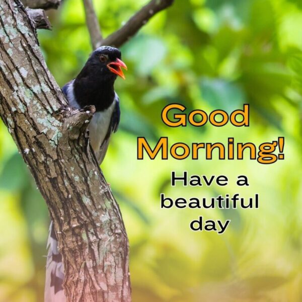 Best Good Morning Beautiful Bird Pic