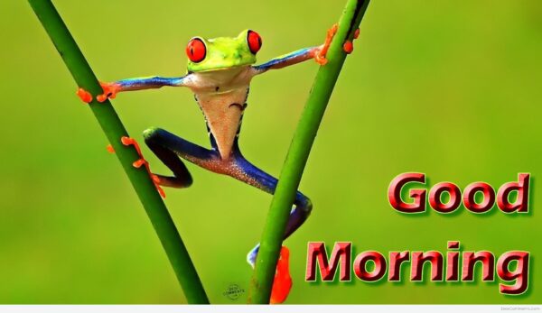 Best Good Morning Frog