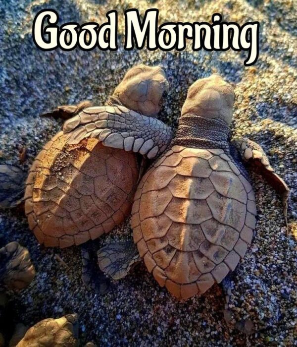Best Good Morning Turtle Image