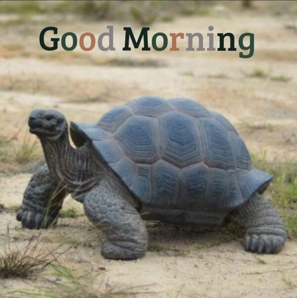 Best Good Morning Turtle Pic
