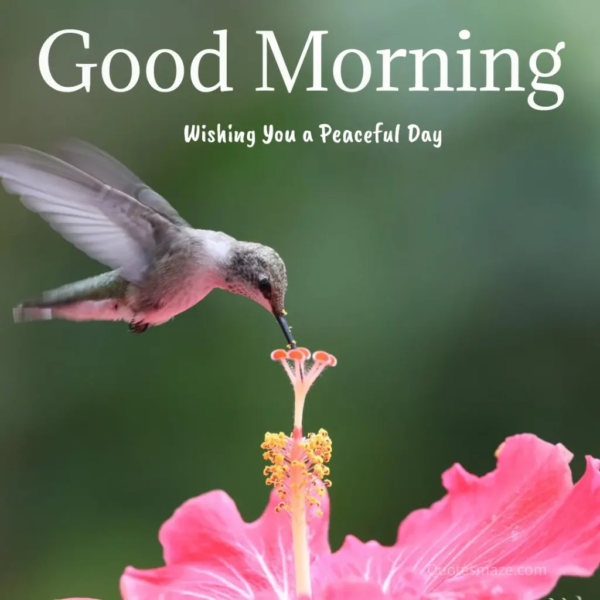 Best Hummingbird Good Morning Photo
