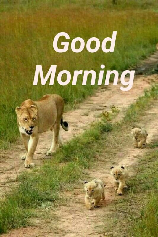 Best Lion Good Morning