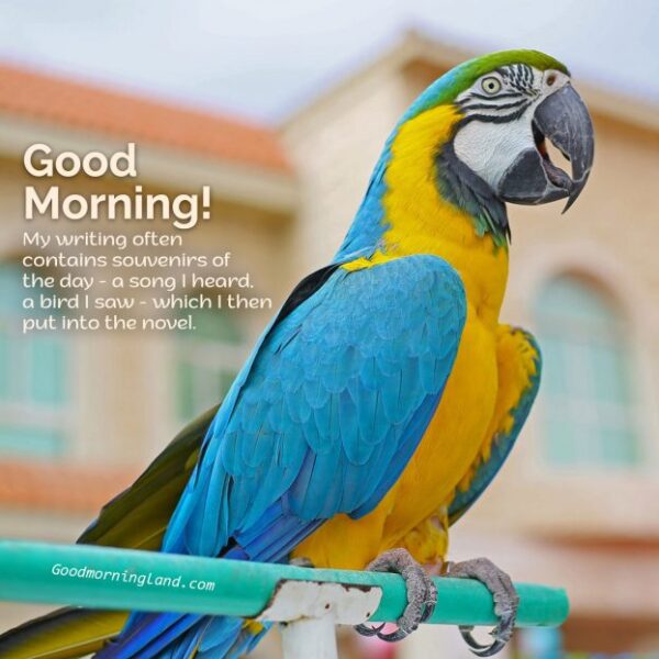 Cute And Lovely Good Morning Birds Images For You