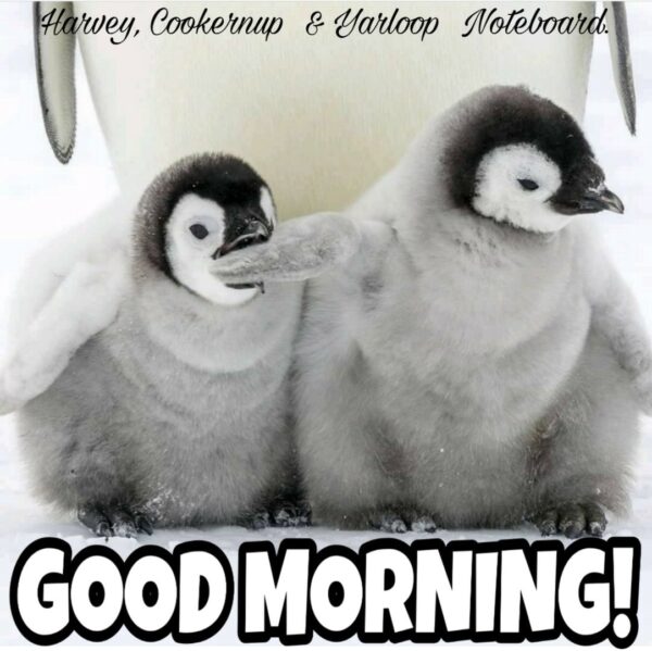 Cute Good Morning Penguin Photo