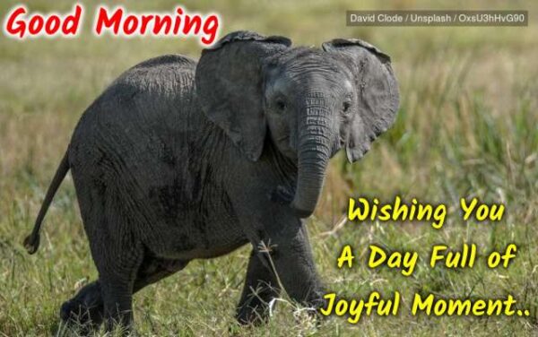 Elephant Good Morning Picture